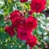 Don Juan Rose Bushes Live Starter Plants, Red Fragrant Climbing Rose, 1 Year Old, Well-Rooted, Outdoor Planting