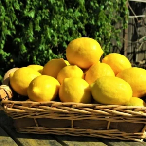 Dwarf Meyer Lemon Tree Live Plant, 1-2 FT Tall, Potted Citrus Bush, Sweet Lemons for Home Gardens