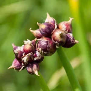 Egyptian Walking Onion Bulbs for Planting Outdoors - 10 Pack - Easy Grow Tree Plant