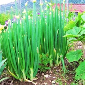 Egyptian Walking Onion Bulbs for Planting Outdoors - 10 Pack - Easy Grow Tree Plant