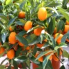 Kumquat Tree Live Plant Grafted 2 Feet Potted Large Sweet Fruit Well Rooted for Outdoor Garden