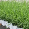 Lemon Grass Plants Live Outdoor 15 Pack Well Rooted 4-8 Inch Tall Lemongrass Starter Plants for Indoor Outdoor Planting