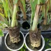 Lemongrass Plants Live - 15 Pack, Established Roots, Outdoor/Indoor Perennial, Zones 9-11