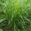 Lemongrass Plants Live - 15 Pack, Established Roots, Outdoor/Indoor Perennial, Zones 9-11