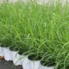 Lemongrass Plants Live - 15 Pack, Established Roots, Outdoor/Indoor Perennial, Zones 9-11