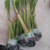 Lemongrass Plants Live Stalks 25 Pack Well Rooted Perennial Indoor Outdoor Starter 3-7 Inches Tall