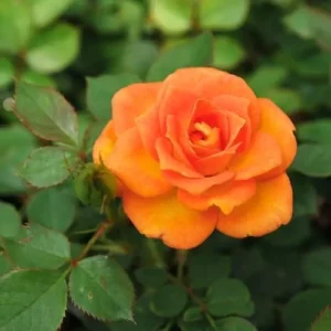 Orange Hybrid Tea Rose Bush Live Plant - 5-9 Inch Tall Fragrant Flowers - Well-Rooted 1 Year Old