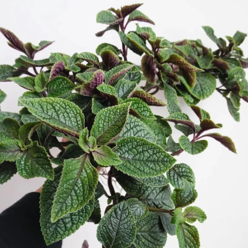 Plectranthus Swedish Ivy Live Plants - 2 Pack, 4-6" Tall, Purple Houseplants for Indoor Gardens