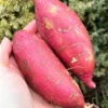 Red Sweet Potato Slips 10 Pack Live Cuttings - Edible Garden & Ornamental Vine