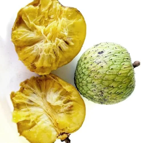 Soursop Guanabana Live Plant 5-9 Inch Sweet Soursop Tree Seedling for Planting