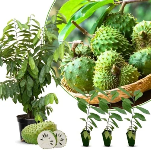Soursop Guanabana Live Plant 5-9 Inch Sweet Soursop Tree Seedling for Planting