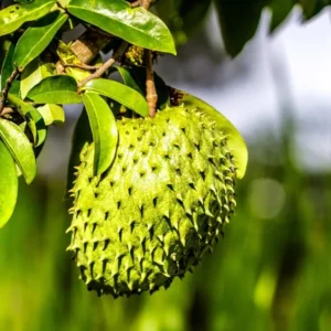 Soursop Tree Live Plant Annona Muricata Sweet Fruit Tree 5-9 Inch Tall Tropical Subtropical