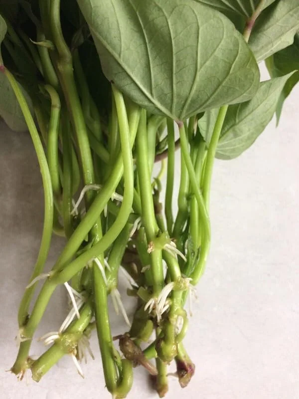 Sweet Potato Slips 15 Mixed Well Rooted Live Plant Vine Cutting Ready to Plant