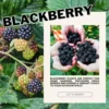 Thornless Blackberry Plants Live for Planting, 5-8 Inch Tall Fruit Bushes