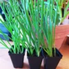 Walking Onion Plants 10 Pack Live Hardy Perennial Vegetable for Outdoor Planting