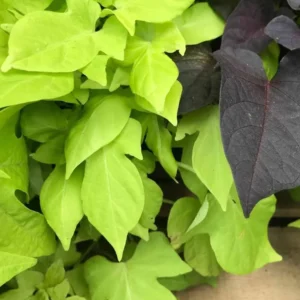 White Sweet Potato Slips Live Cuttings for Outdoor Planting