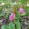 1 Pink Lady’s Slipper Bulb for Planting, Pink Flowering Cypripedium Orchid Roots, Rare Orchids Flowers Small Bulbs