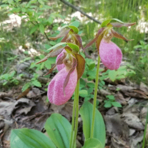 1 Pink Lady’s Slipper Bulb for Planting, Pink Flowering Cypripedium Orchid Roots, Rare Orchids Flowers Small Bulbs