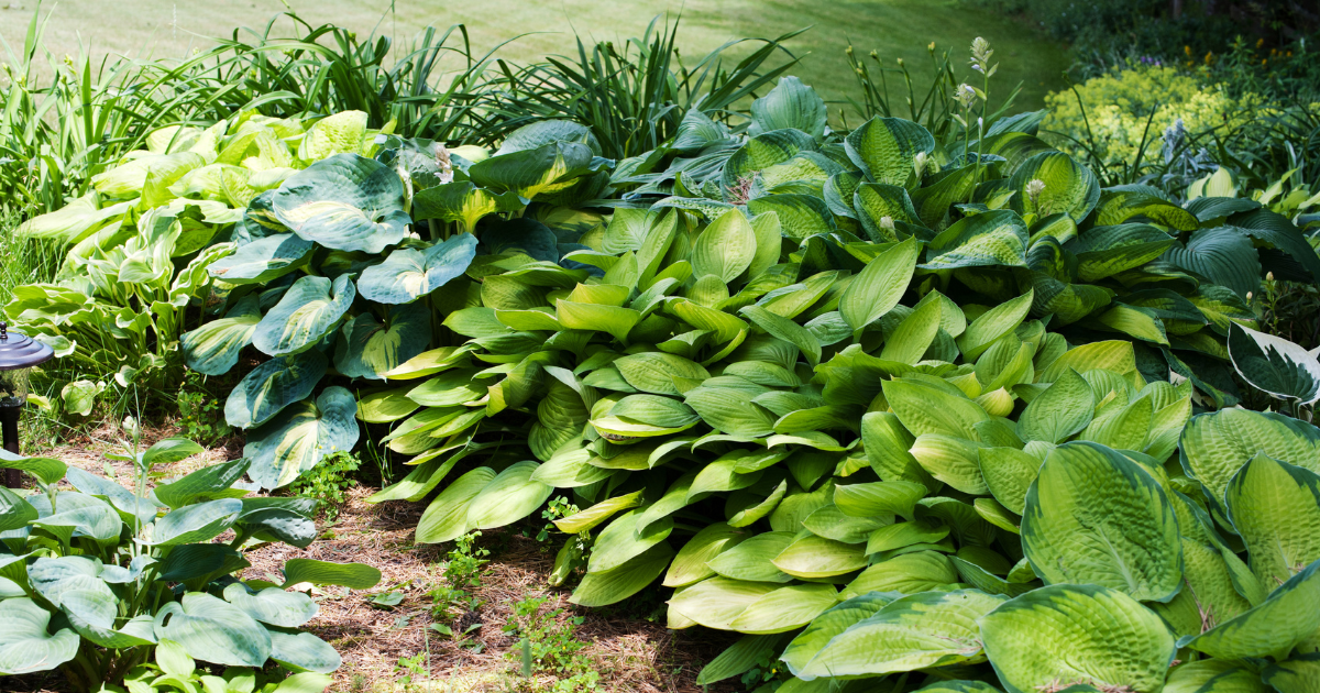 hOSTAS plants