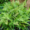 5 Tennessee Ostrich Fern Plants Bare Roots Green Ferns Rhizomes Indoor Outdoor Fern Well Rooted Perennial Upright Ferns for Planting