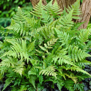 5 Tennessee Ostrich Fern Plants Bare Roots Green Ferns Rhizomes Indoor Outdoor Fern Well Rooted Perennial Upright Ferns for Planting